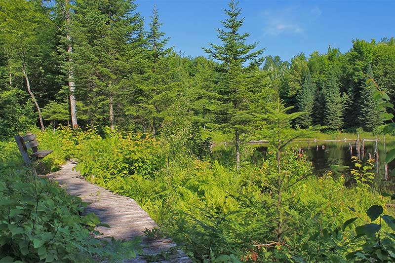 Sentiers de la Forêt habitée de Dudswell Comité tourisme Hautsaint